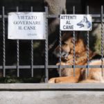 I danni causati dagli animali domestici: quando si è tenuti al risarcimento?