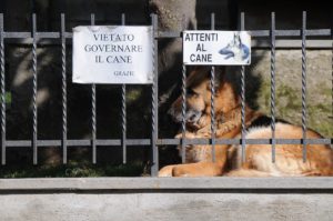 studio legale tutela degli animali